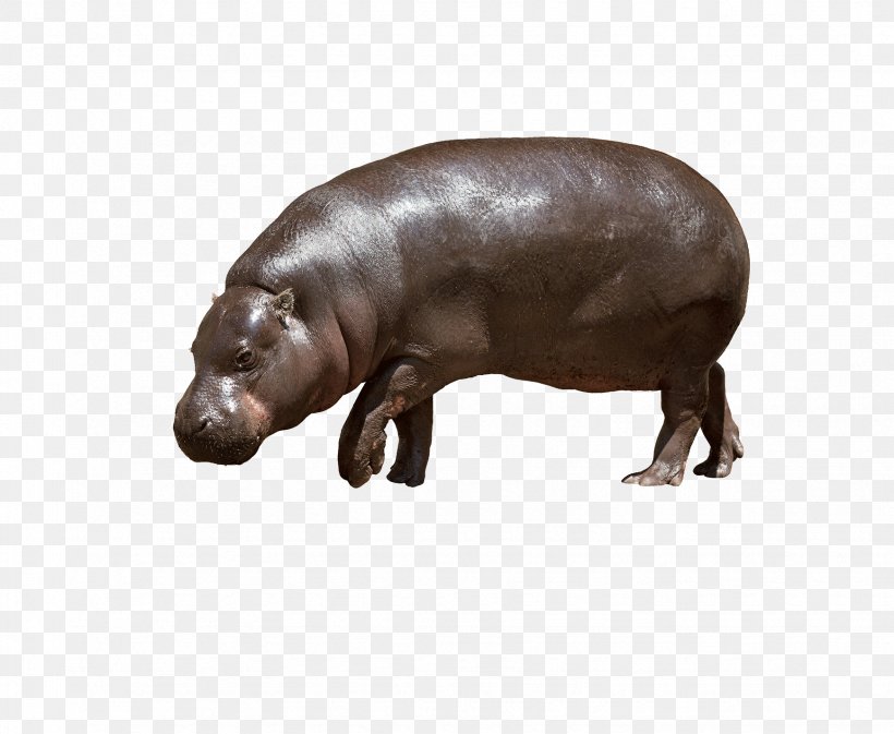 Detail Baby Hippo Png Nomer 21