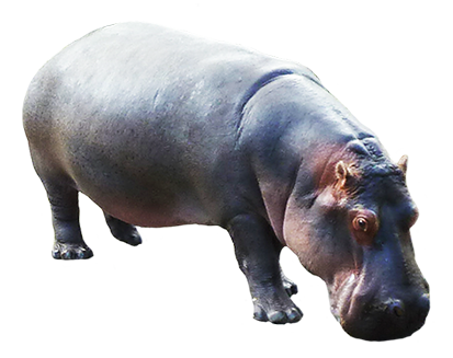 Detail Baby Hippo Png Nomer 27