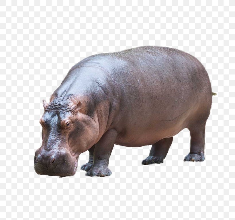 Detail Baby Hippo Png Nomer 28