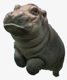 Detail Baby Hippo Png Nomer 4