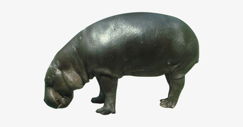 Detail Baby Hippo Png Nomer 33