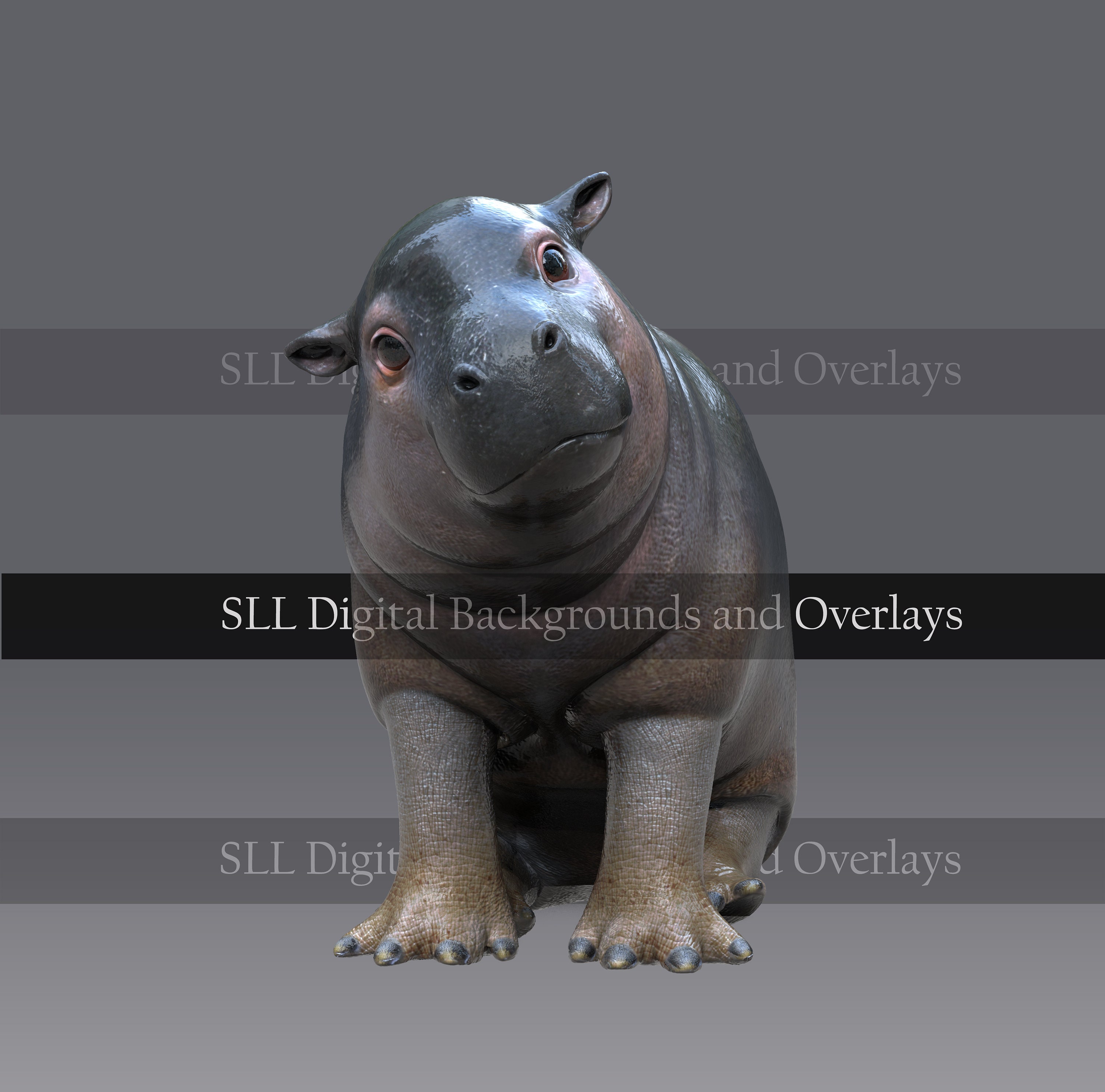 Detail Baby Hippo Png Nomer 36