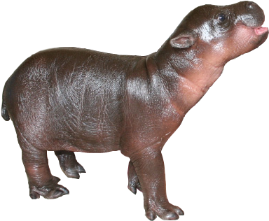 Detail Baby Hippo Png Nomer 6