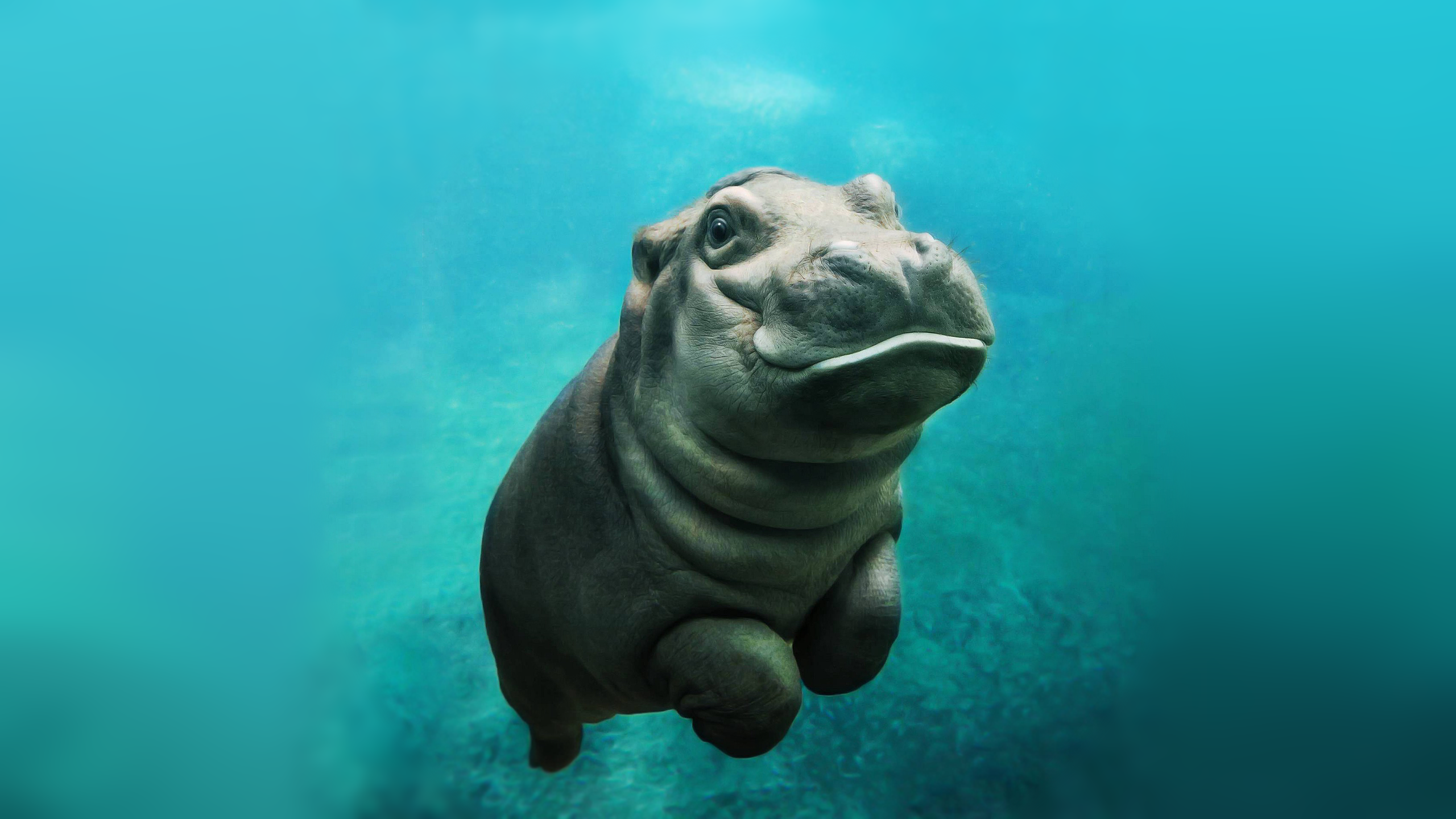 Detail Baby Hippo Png Nomer 52