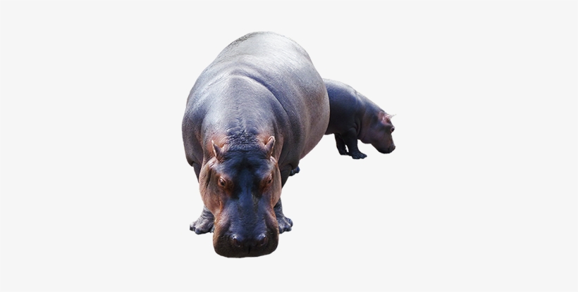 Detail Baby Hippo Png Nomer 57