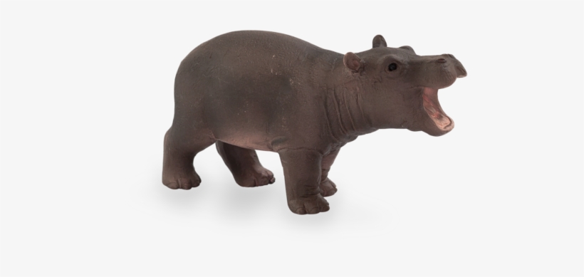 Detail Baby Hippo Png Nomer 8