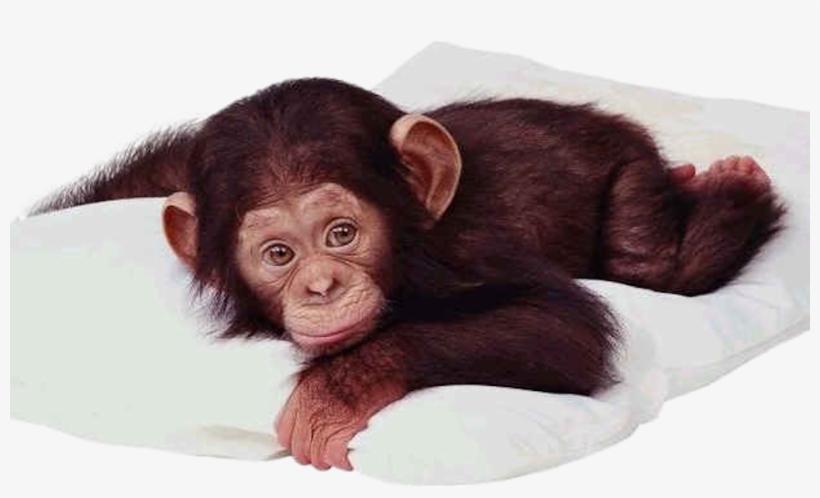 Detail Baby Monkey Png Nomer 12