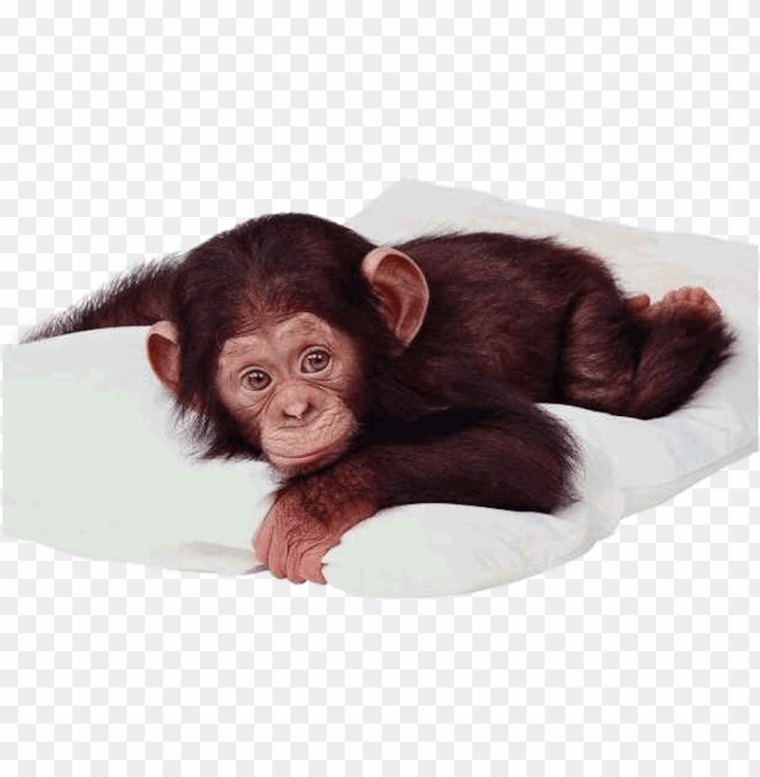 Detail Baby Monkey Png Nomer 2