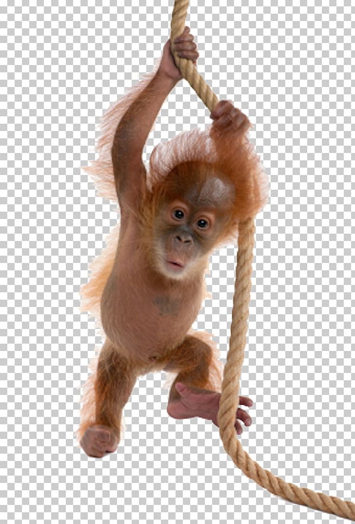 Detail Baby Monkey Png Nomer 46