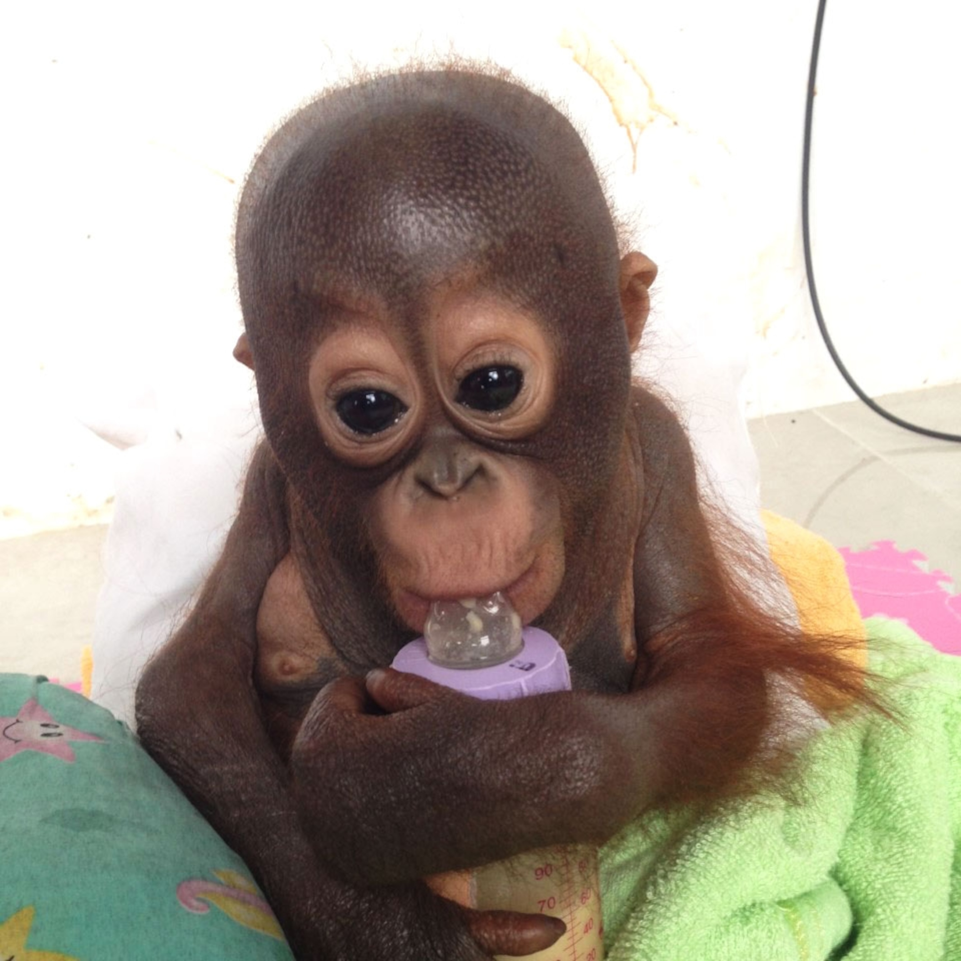 Detail Baby Orangutan Doll Nomer 54