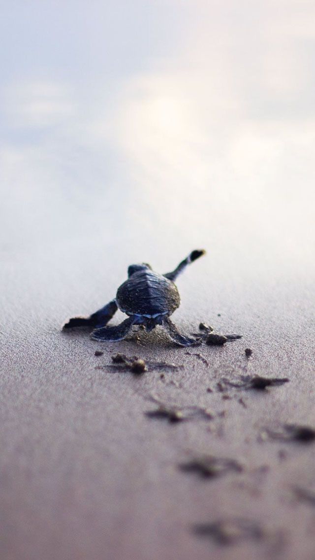 Baby Sea Turtle Iphone Wallpaper - KibrisPDR