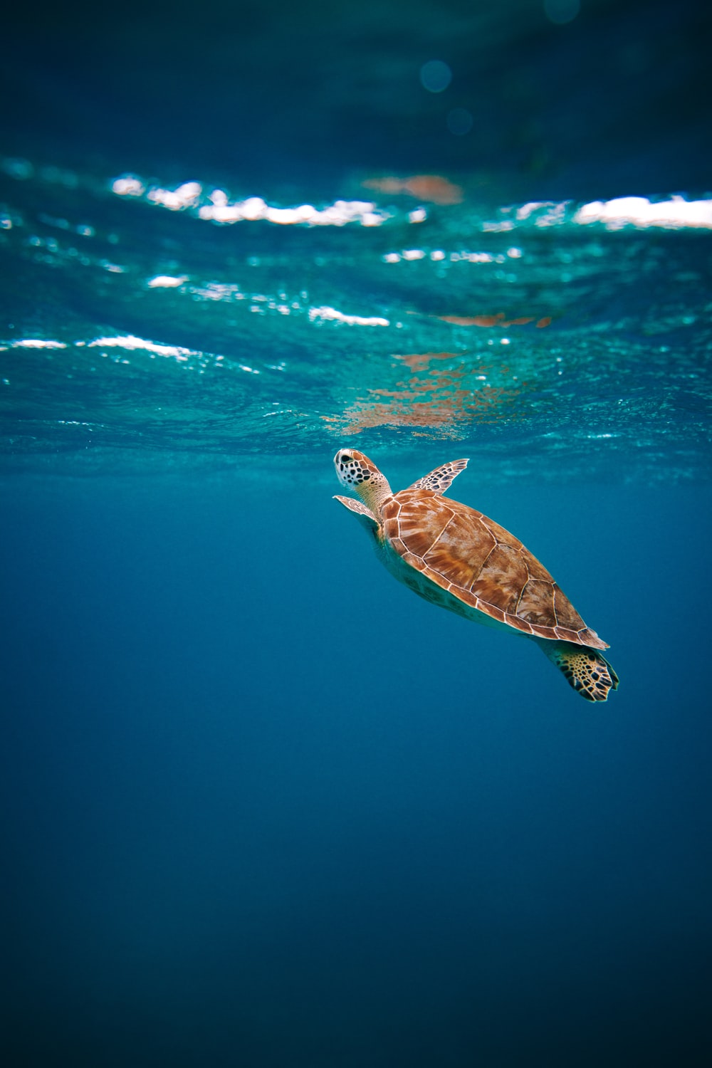 Detail Baby Sea Turtle Iphone Wallpaper Nomer 18