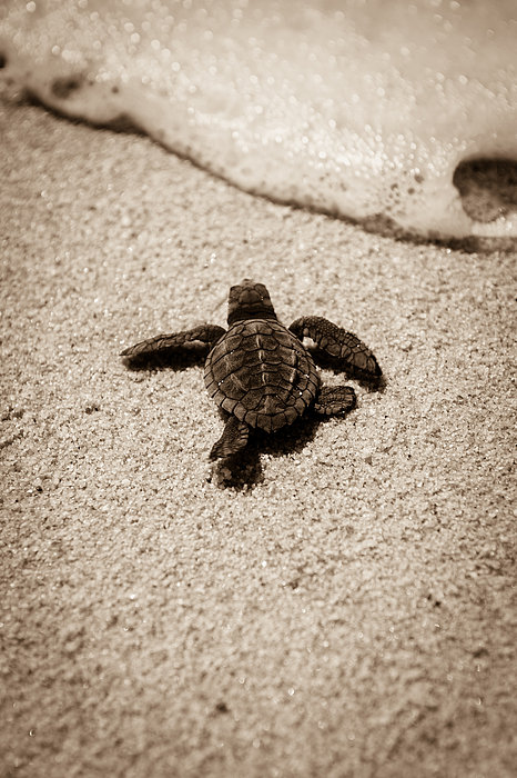 Detail Baby Sea Turtle Iphone Wallpaper Nomer 24