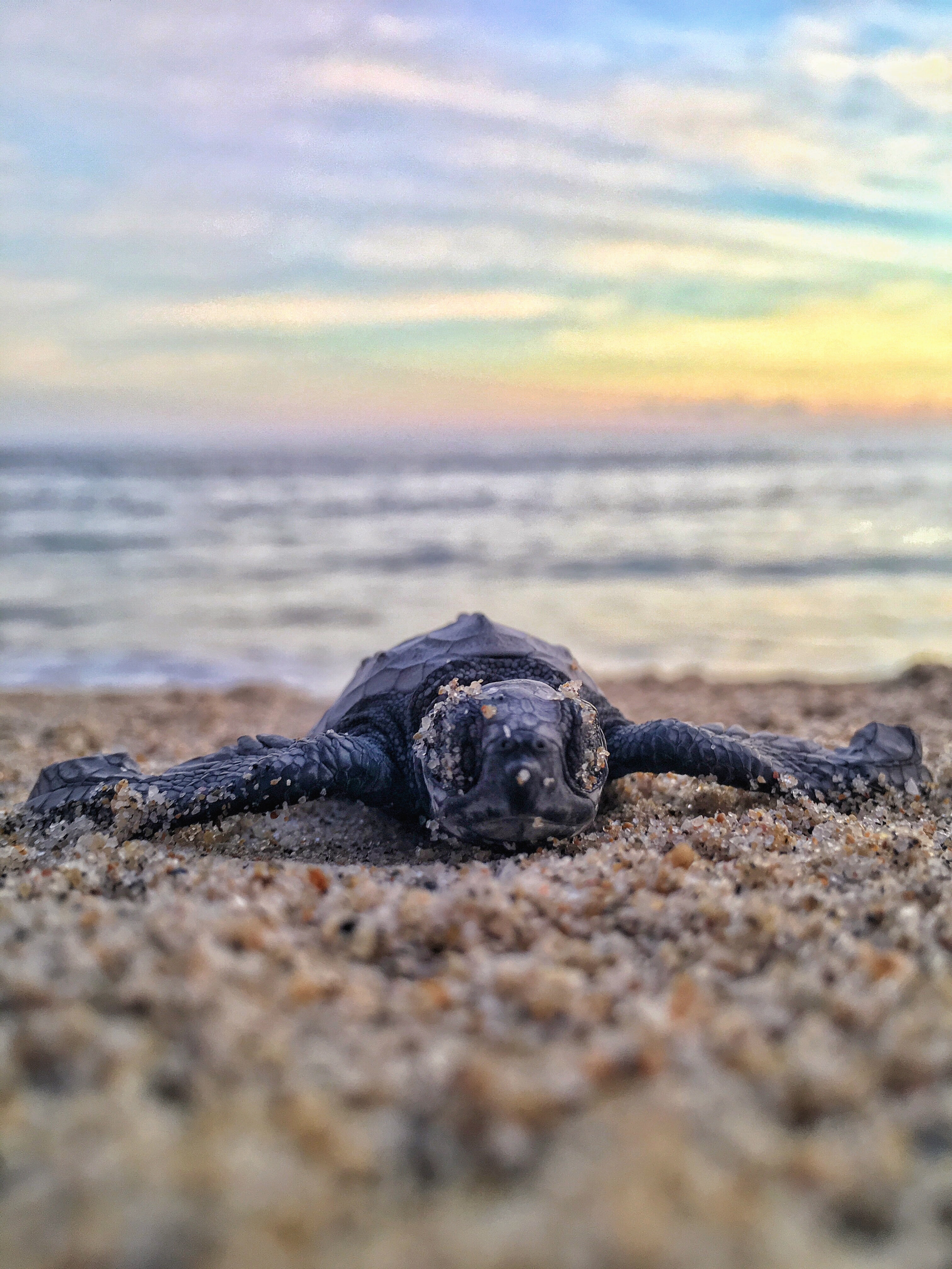 Detail Baby Sea Turtle Iphone Wallpaper Nomer 25