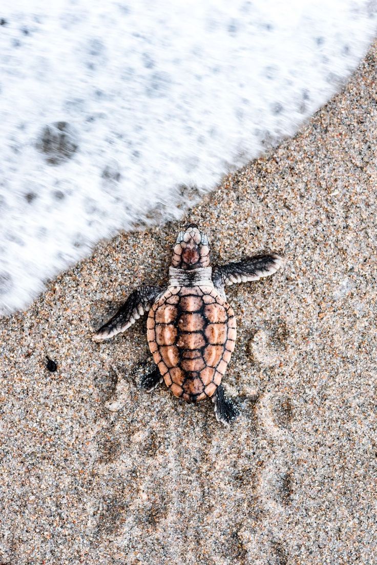 Detail Baby Sea Turtle Iphone Wallpaper Nomer 4