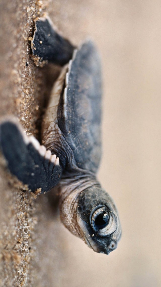 Detail Baby Sea Turtle Iphone Wallpaper Nomer 31