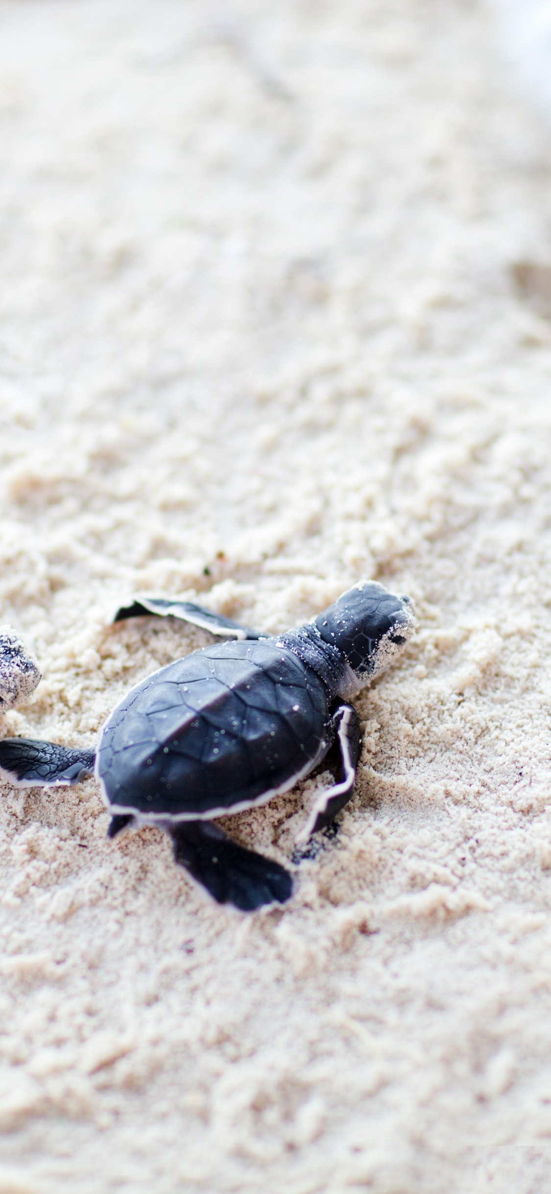 Detail Baby Sea Turtle Iphone Wallpaper Nomer 34