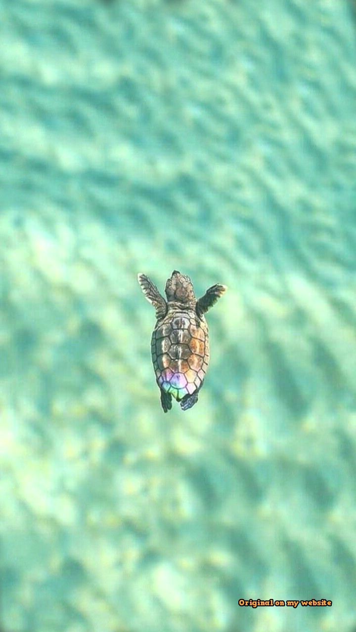 Detail Baby Sea Turtle Iphone Wallpaper Nomer 5