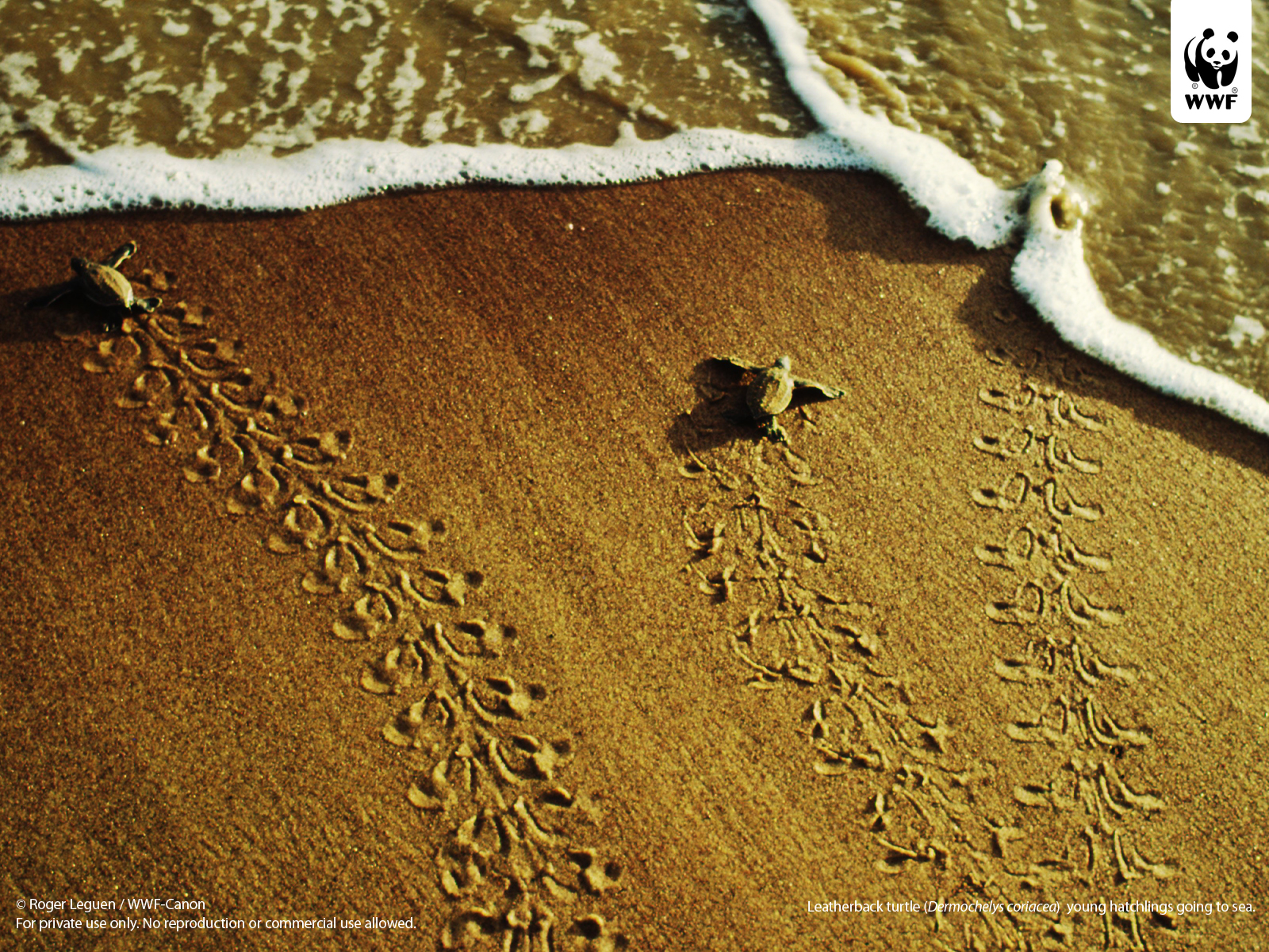Detail Baby Sea Turtle Iphone Wallpaper Nomer 45