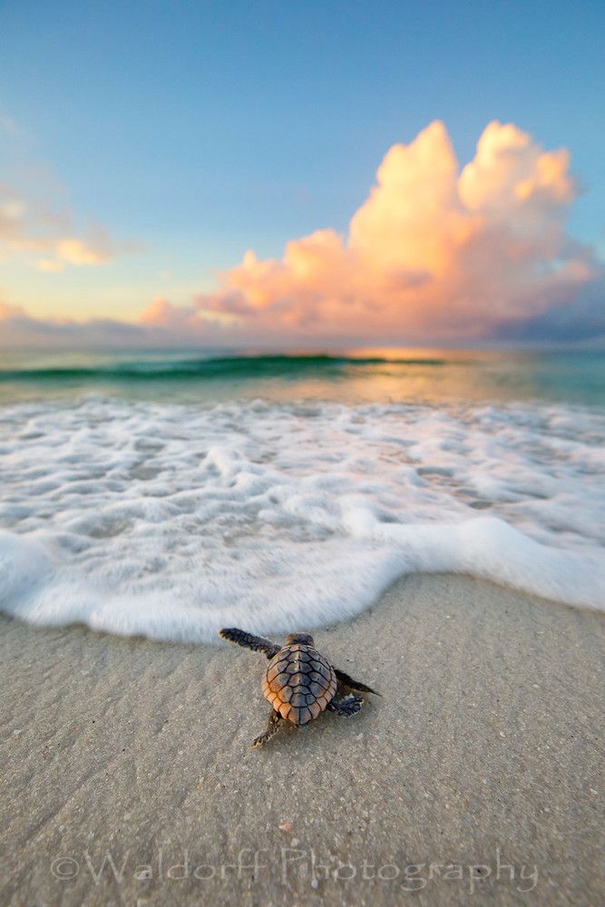 Detail Baby Sea Turtle Iphone Wallpaper Nomer 6