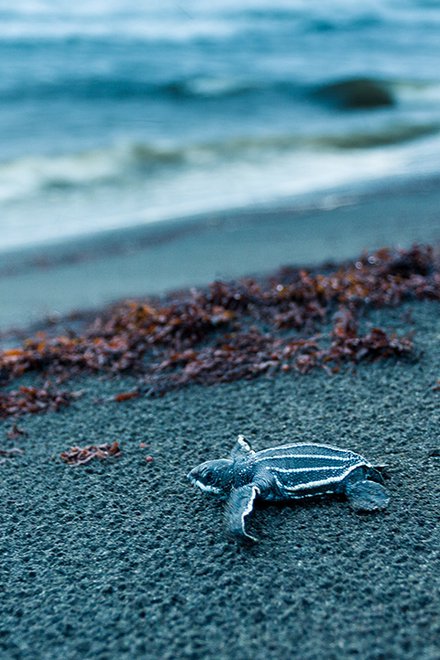 Detail Baby Sea Turtle Iphone Wallpaper Nomer 48