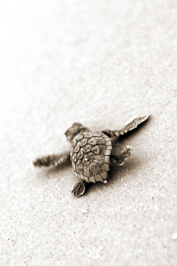Detail Baby Sea Turtle Iphone Wallpaper Nomer 8