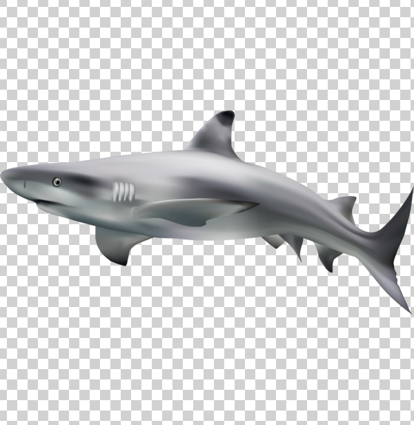 Detail Baby Shark Black And White Clipart Nomer 54