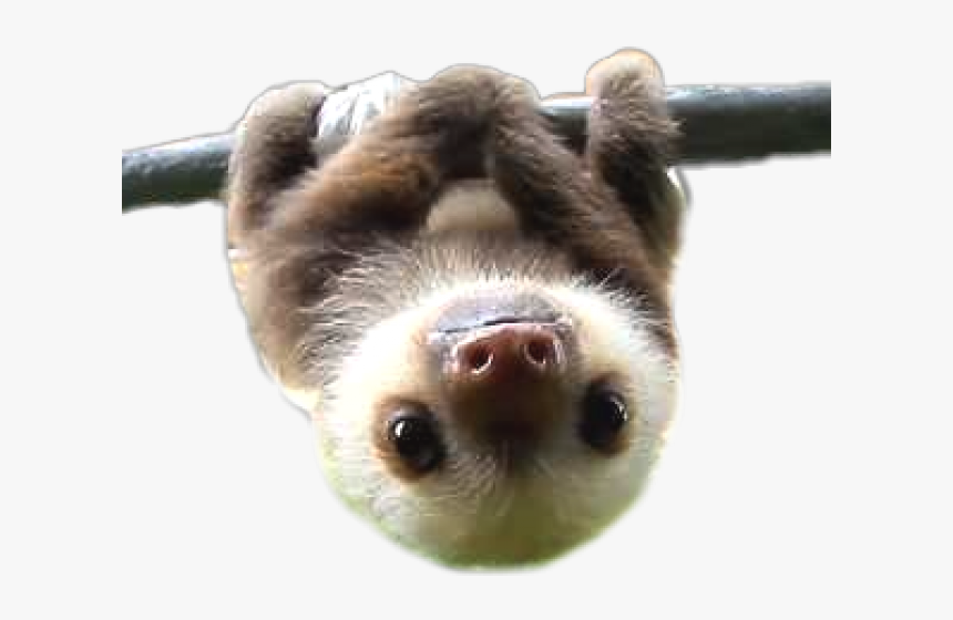 Detail Baby Sloth Png Nomer 2