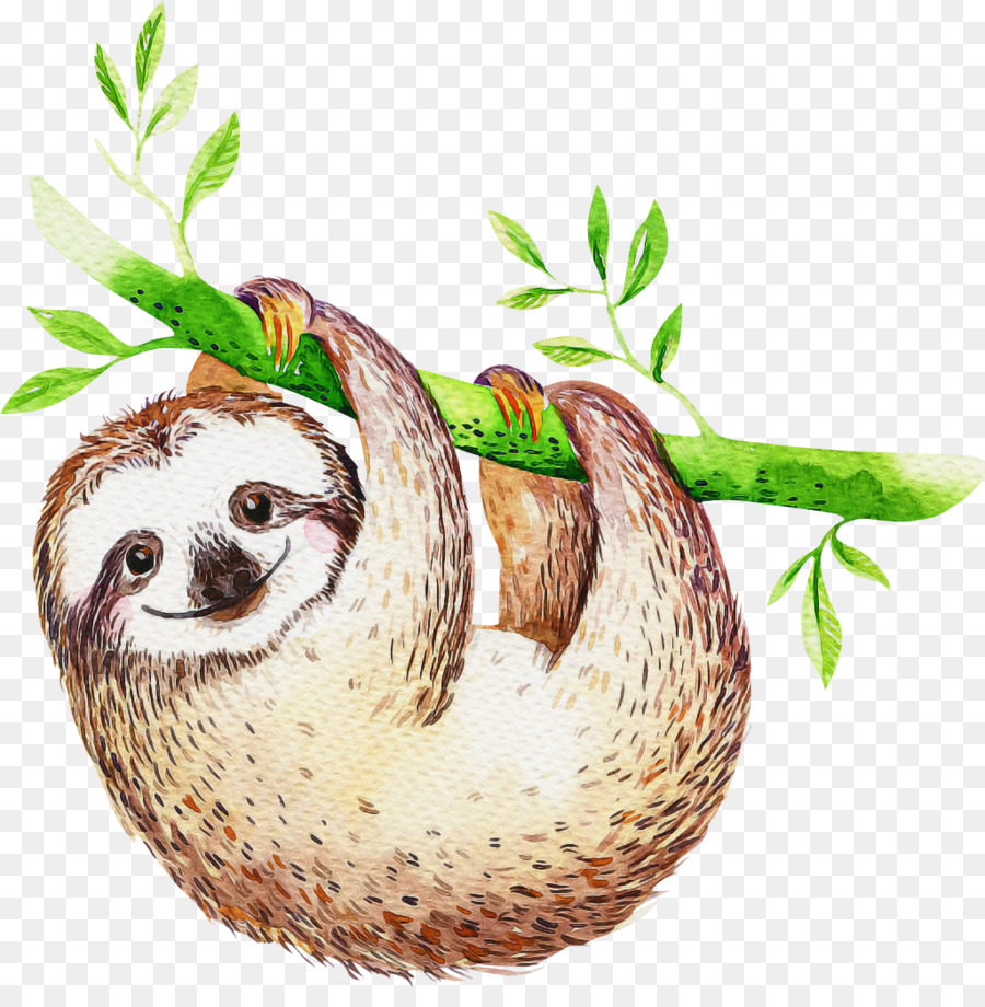 Detail Baby Sloth Png Nomer 19