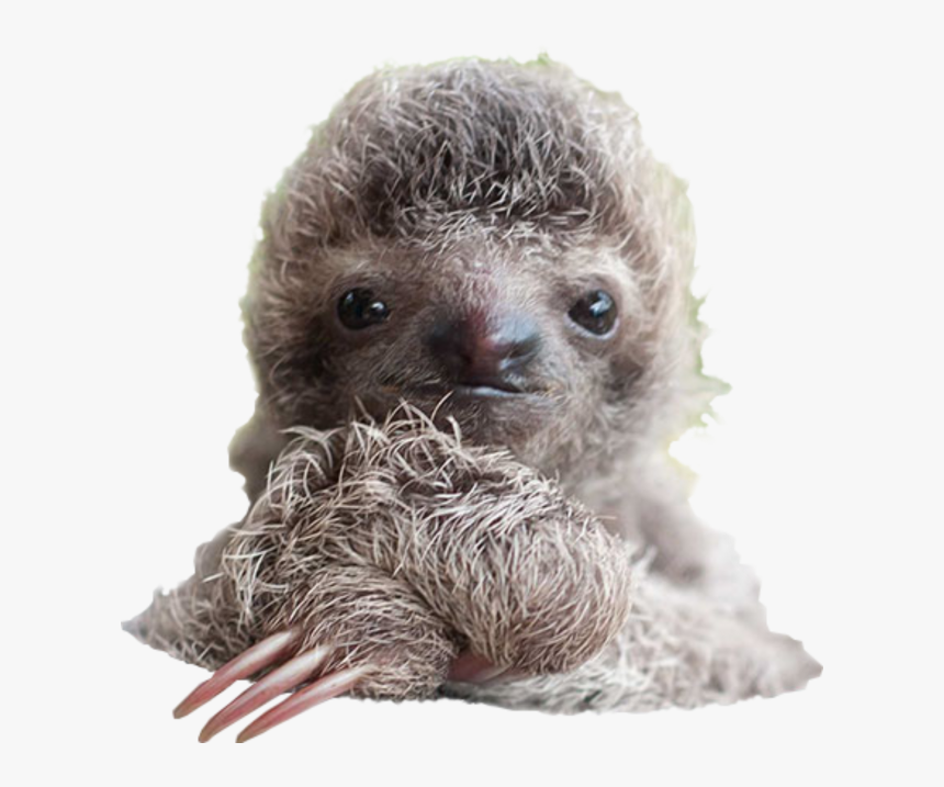 Detail Baby Sloth Png Nomer 3