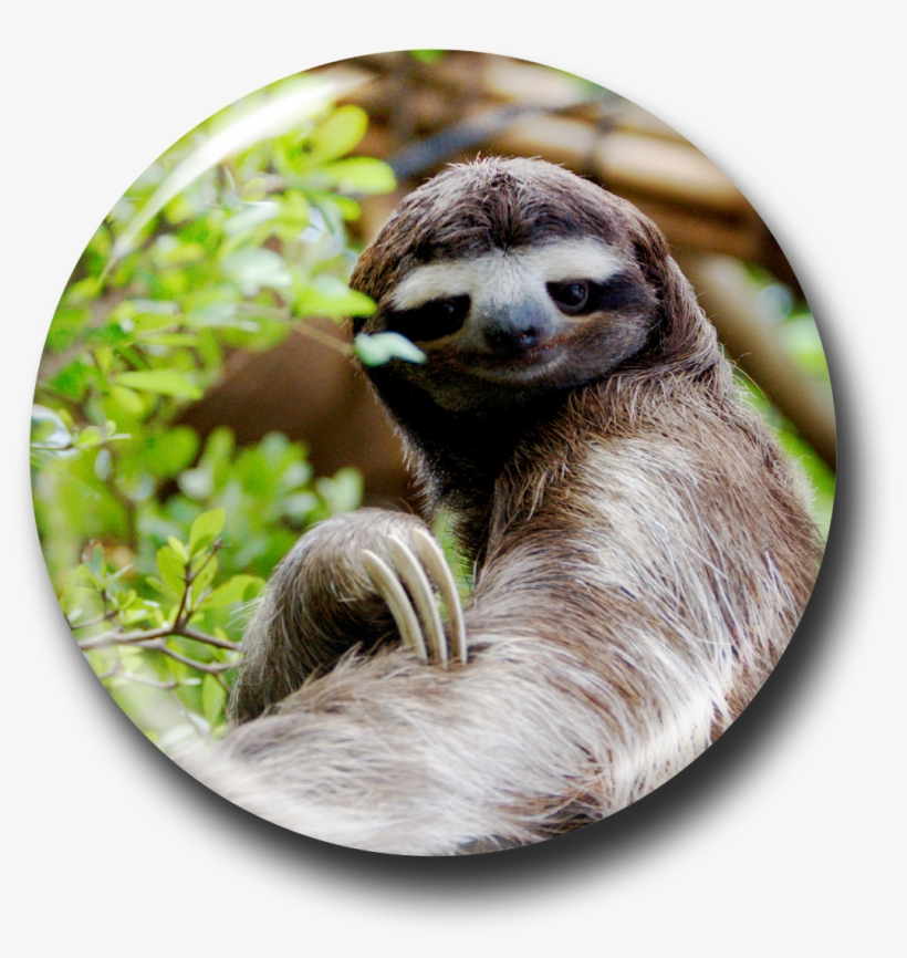 Detail Baby Sloth Png Nomer 32