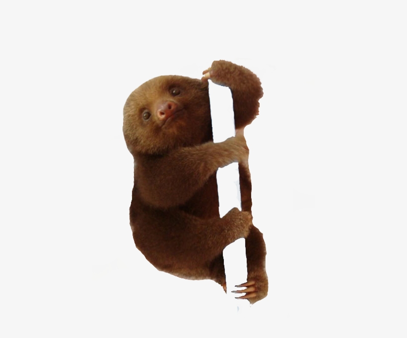 Detail Baby Sloth Png Nomer 35