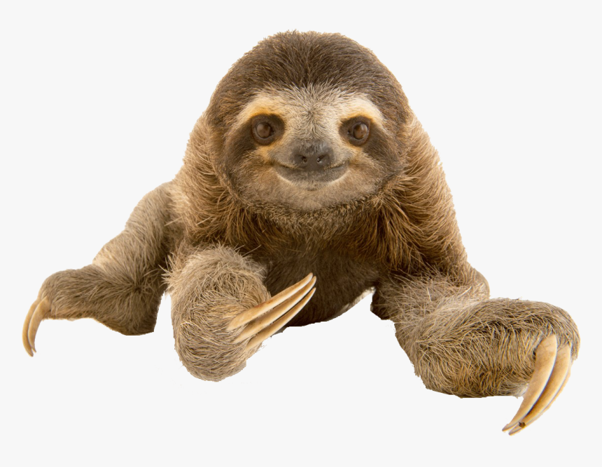 Detail Baby Sloth Png Nomer 5