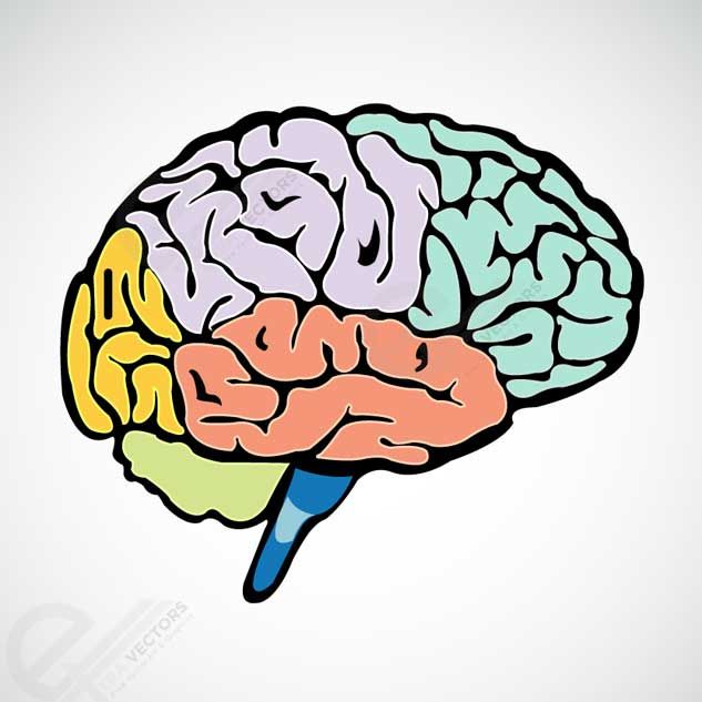 Detail Brain Illustration Vector Nomer 2