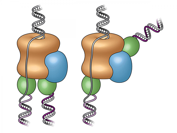 Detail Dna Replikation Enzyme Nomer 10