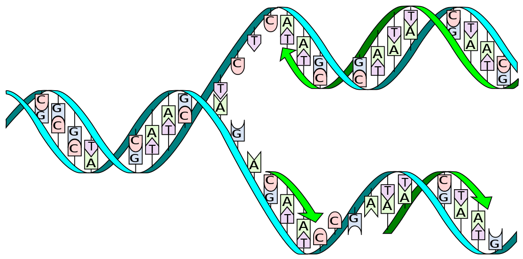 Detail Dna Replikation Enzyme Nomer 2