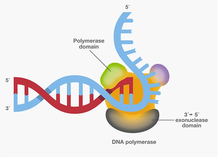 Detail Dna Replikation Enzyme Nomer 14