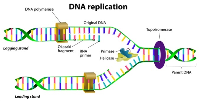 Detail Dna Replikation Enzyme Nomer 4