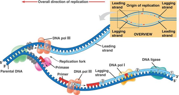 Detail Dna Replikation Enzyme Nomer 5