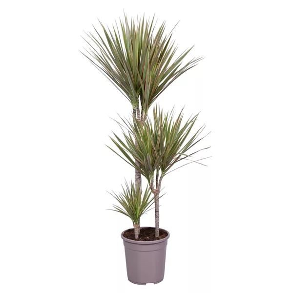 Detail Dracaena Schneiden Nomer 9