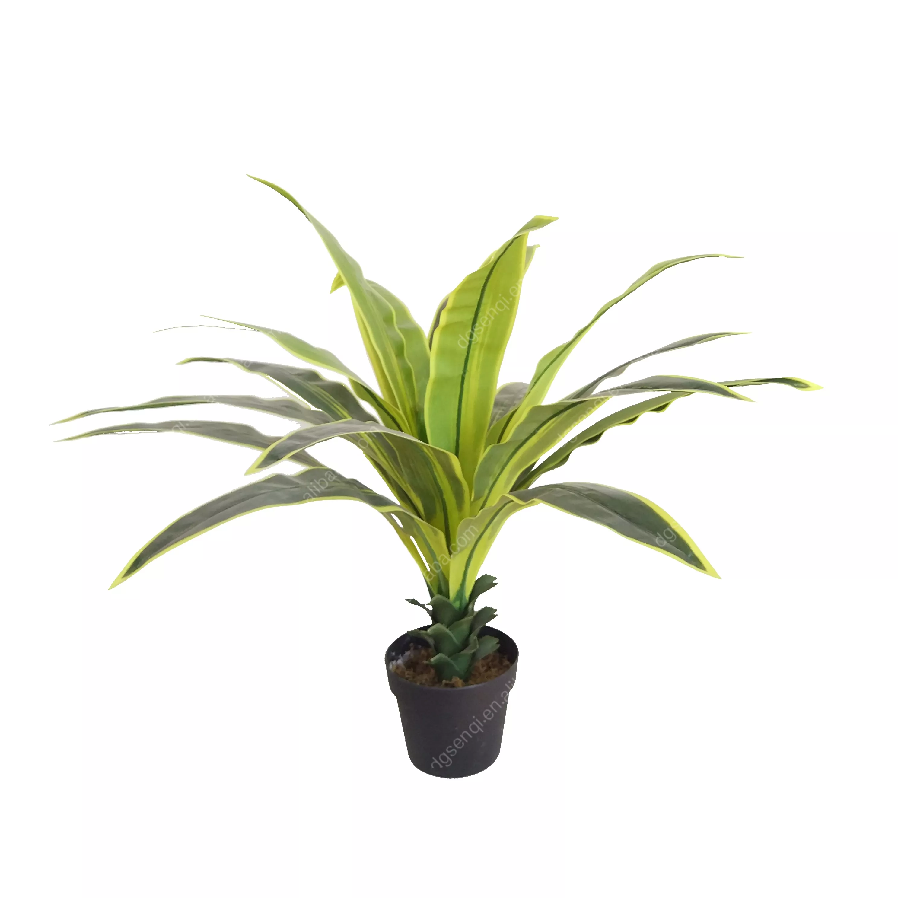 Detail Dracaena Schneiden Nomer 20