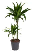 Detail Dracaena Schneiden Nomer 22