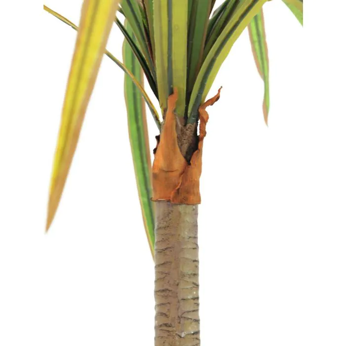 Detail Dracaena Schneiden Nomer 23