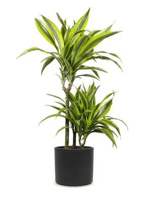 Detail Dracaena Schneiden Nomer 8