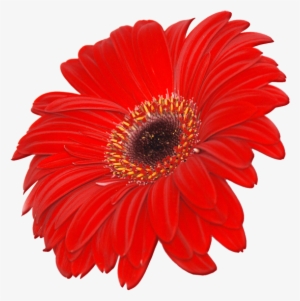 Detail Gerbera Midi Nomer 9