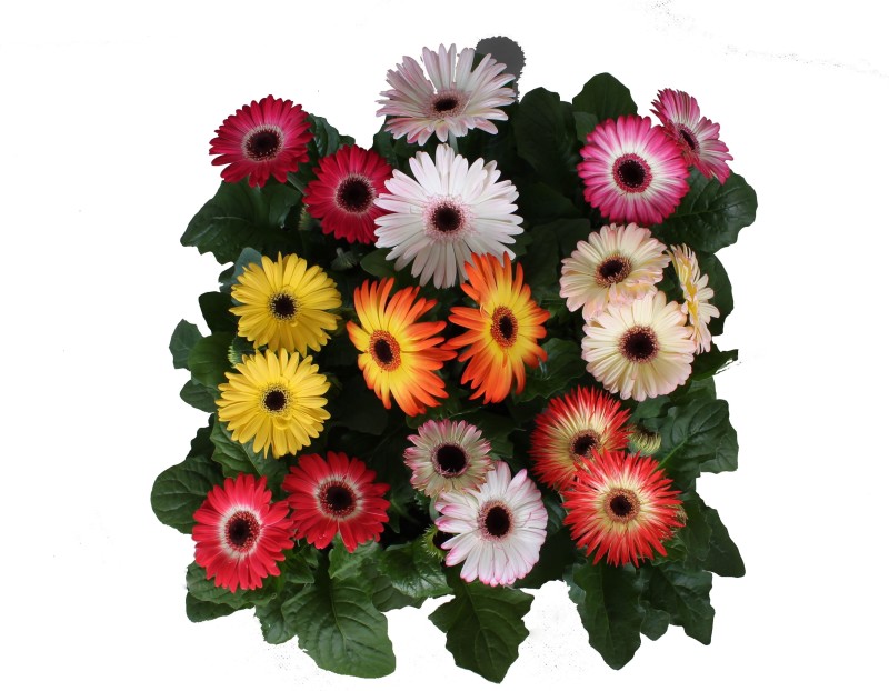 Detail Gerbera Midi Nomer 16