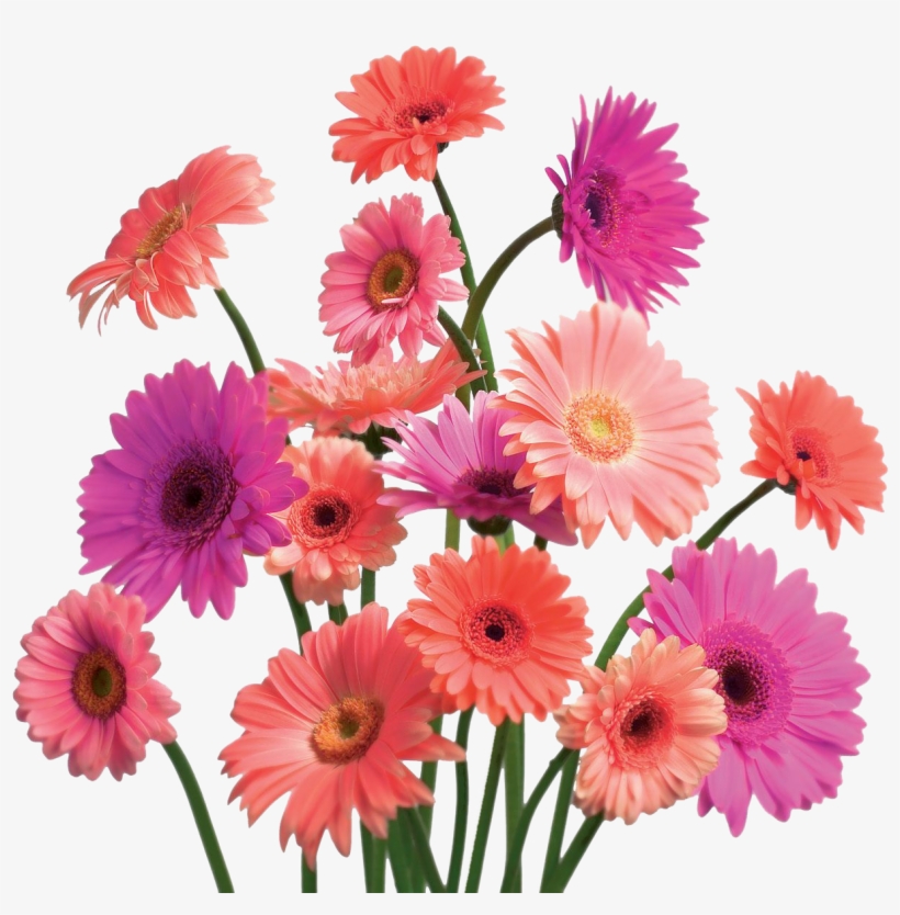 Detail Gerbera Midi Nomer 5