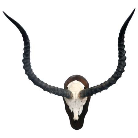 Detail Impala Antelope Horns Nomer 11