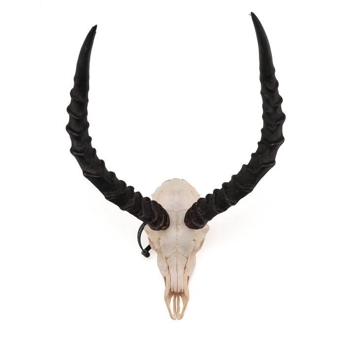 Detail Impala Antelope Horns Nomer 15