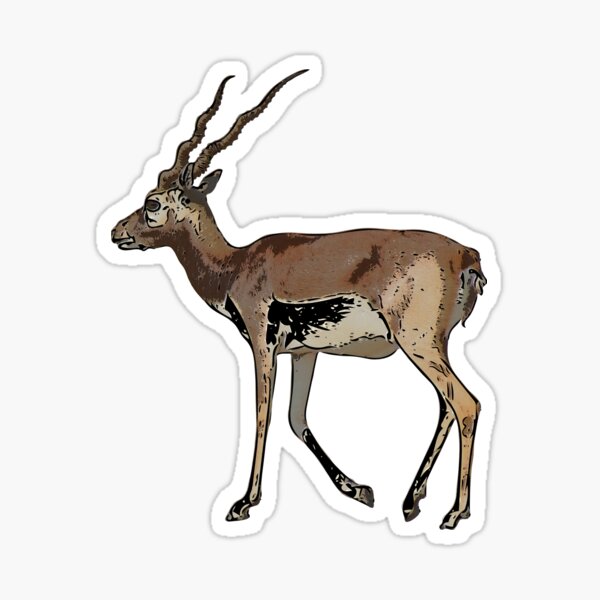 Detail Impala Antelope Horns Nomer 18